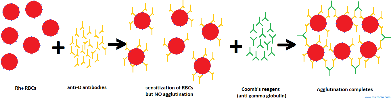 agglutination