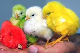 Ateşli Kızlar Seks Seyret - Gizli Zevkler