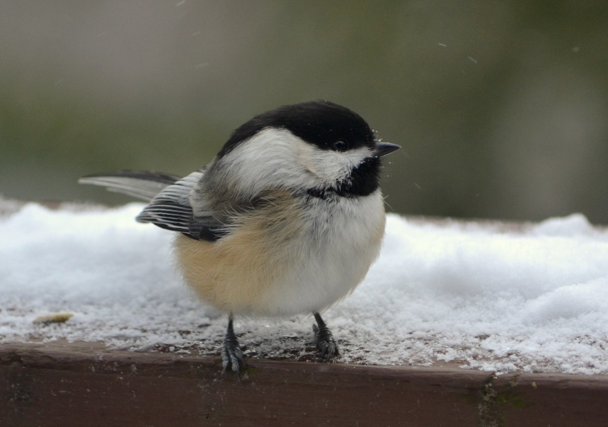 Woods Walks and Wildlife: Snowy Feeder Birds