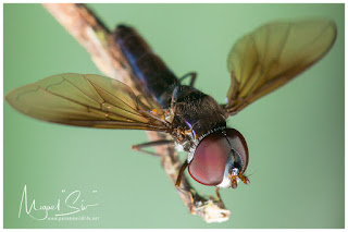 Fly / Mosca (Diptera)