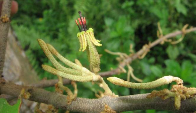 Manfaat Tanaman Benalu berdasarkan inangnya / puhon Tempat Tumbuh