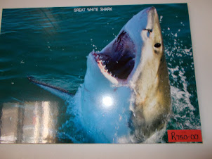 Photograph of the "JAWS" type 7 meter long "Great White" at "www.supremeshrks.com".
