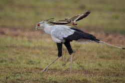 secretary bird africa prey tall feather he feet stomp walking close before tailed stories