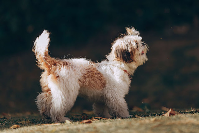 animal pictures animal pictures