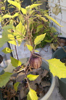 Tomatillo plant with narrow leaves and small fruit.