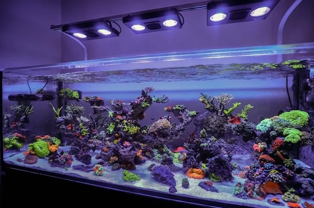 Aquarium Air Laut - Cara Budidaya Ikan