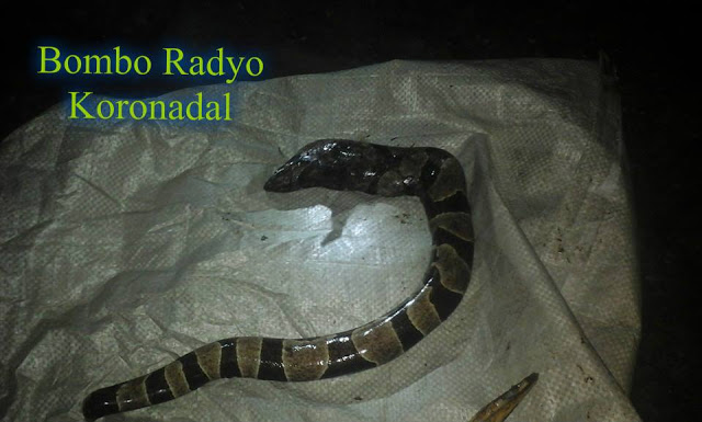 Woman gives birth to a terrifying creature that looks like a snake! Woman gives birth to a terrifying creature that looks like a snake!