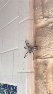 Huntsman Spider on a wall indoors