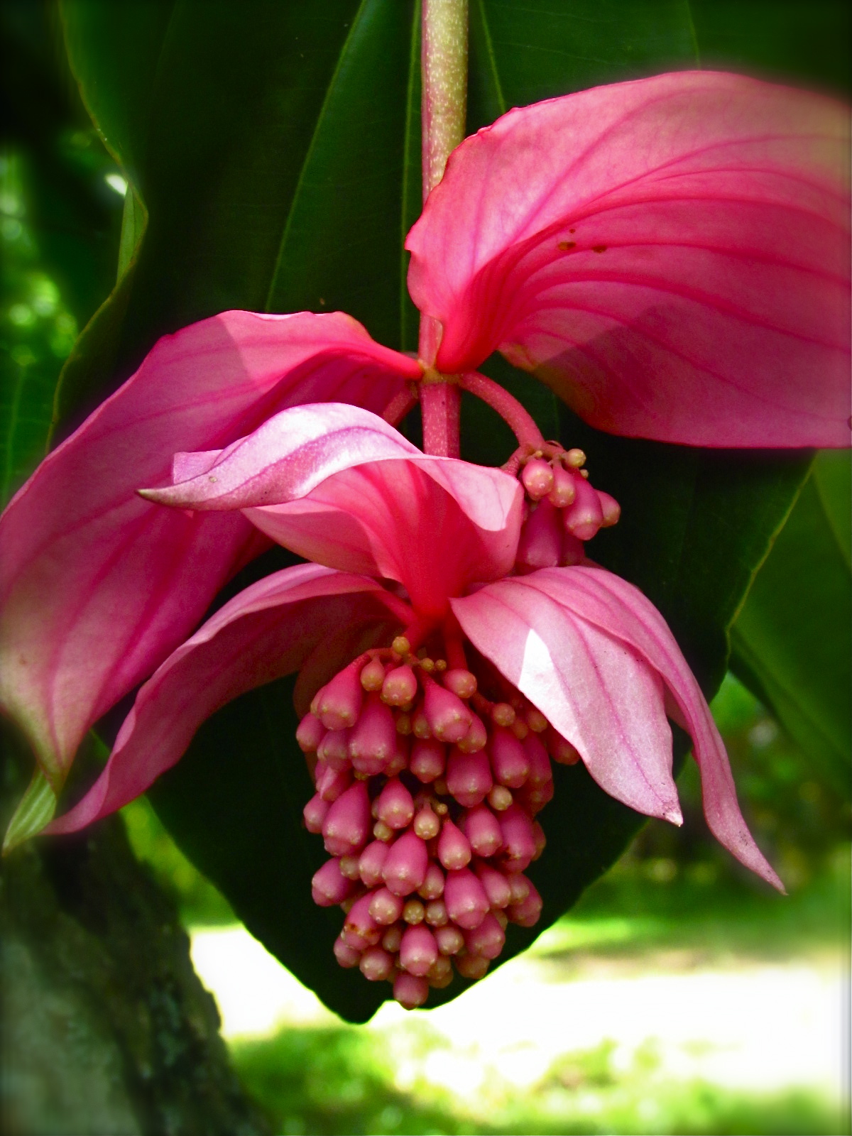 1784 The Most Beautiful Flower in the World