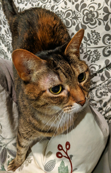 image of Sophie the Torbie Cat standing on a pillow on the couch, looking up at me plaintively