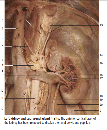 Color Atlas Of Anatomy: A Photographic Study Of The Human Body PDF E