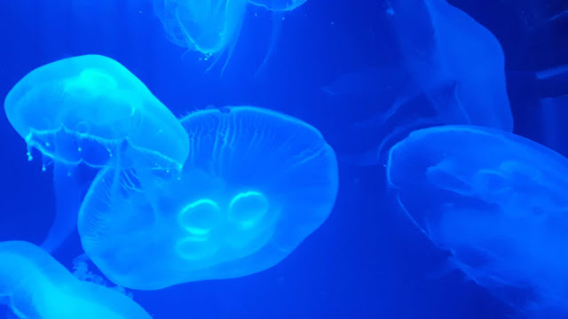 Meduusa