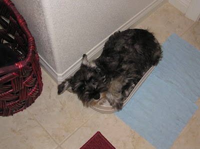 Lola at 4 months, lying in dish