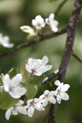 spring blossom