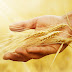Seu Próprio Campo Missionário Privado