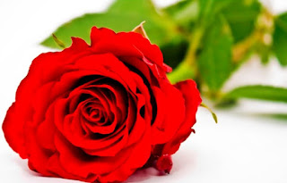 Thuốc sử dụng hoa hồng trị ho viêm họng hiệu quả Thuốc sử dụng hoa hồng trị ho viêm họng hiệu quả
