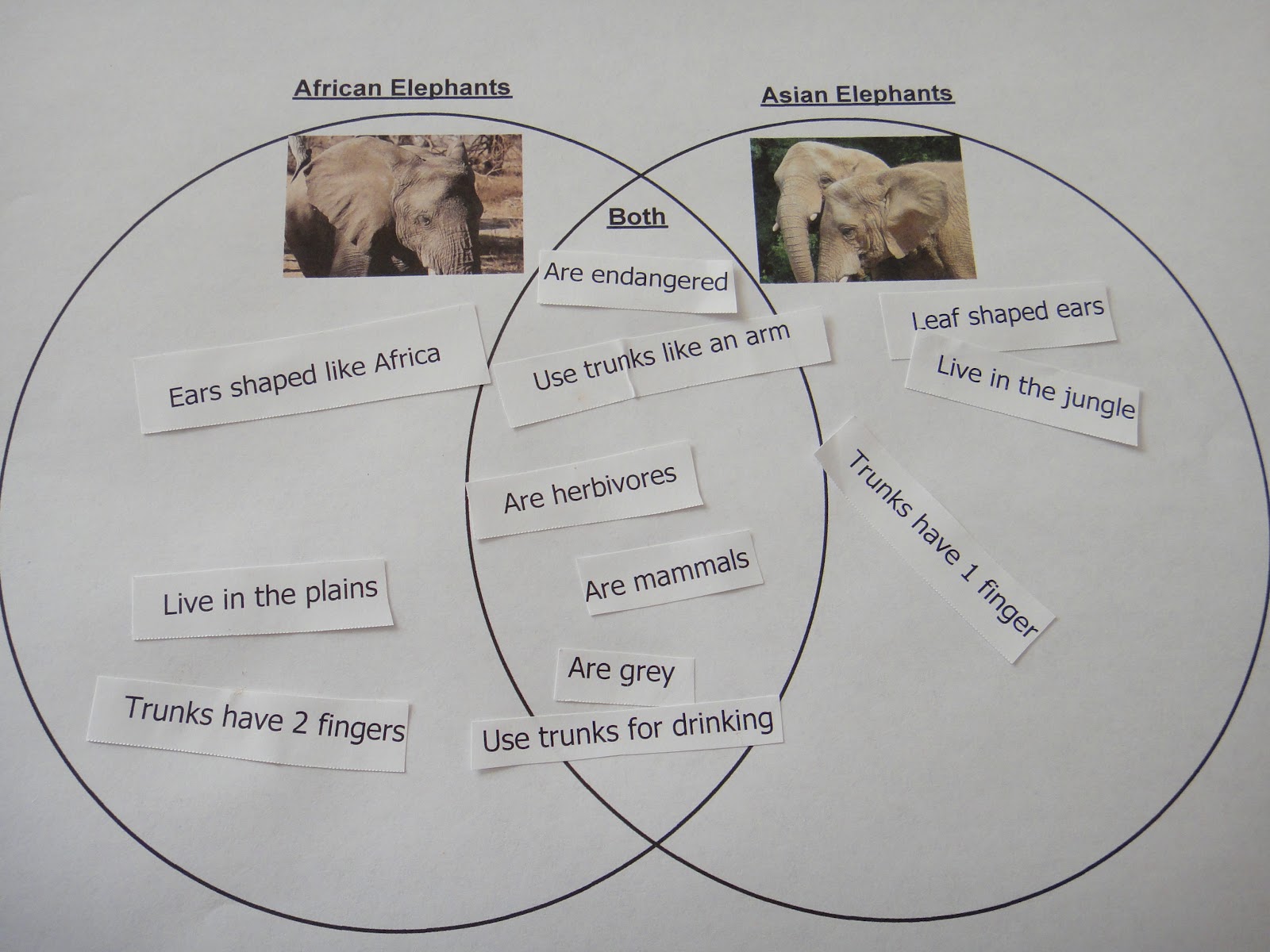 Parenting by M&M: Asian vs. African Elephant Venn Diagram