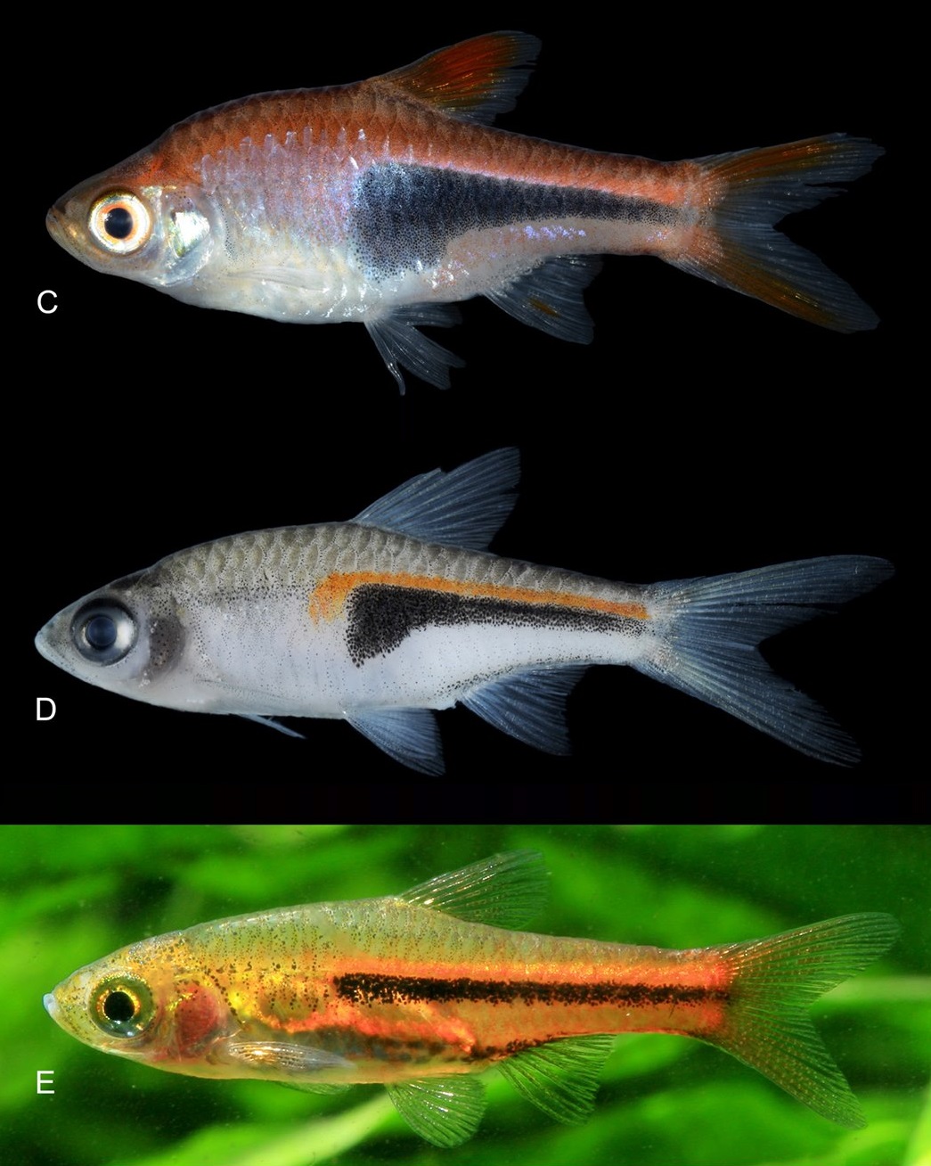 Species New to Science [Ichthyology • 2020] Trigonostigma truncata • A