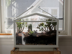 terrarium greenhouse mini diy ikea glass orchid terraria cactus plants indoor garden terrariums orchids build greenhouses excited bought succulent water