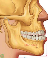 mandible