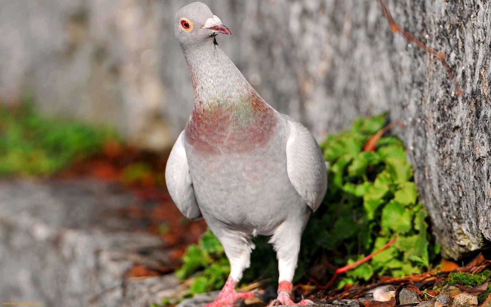 Ttt Homing Pigeon Download