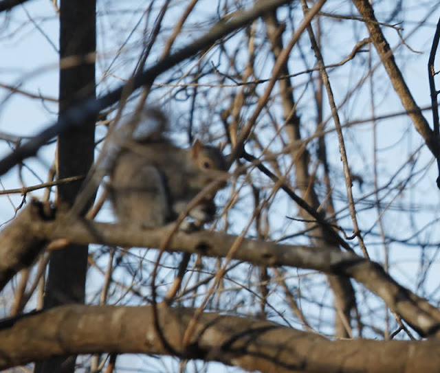 House at Forest Manor Bird Talk
