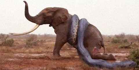 giant anaconda swallows elephant