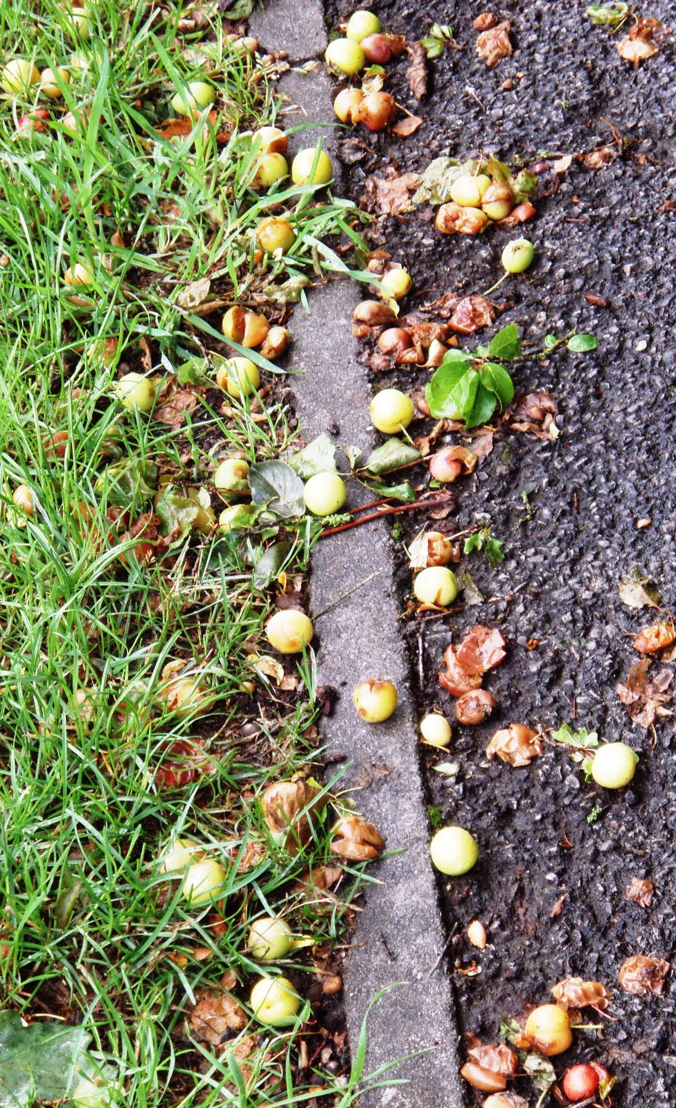 The Urbane Forager A Real Plum Spot