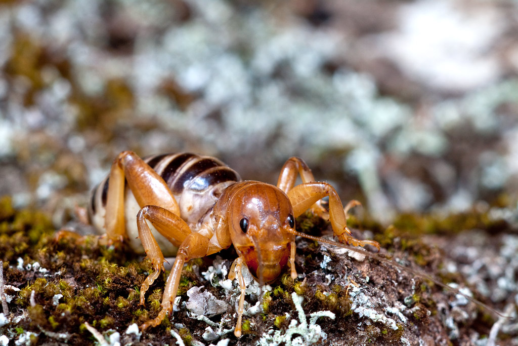 Chris The Photog Niñas de la Tierra