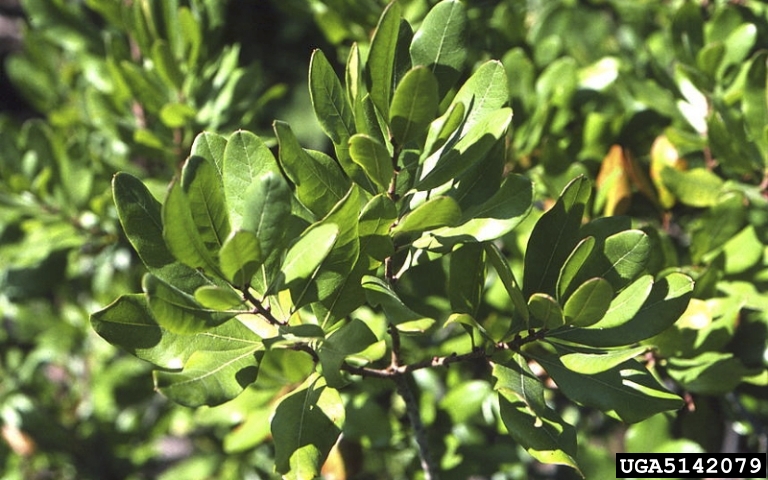 Piedmont Discovery Spicebush The Bloom Is Happening Now