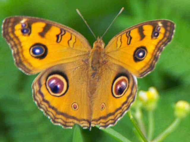 Peacock Pansy, butterfly