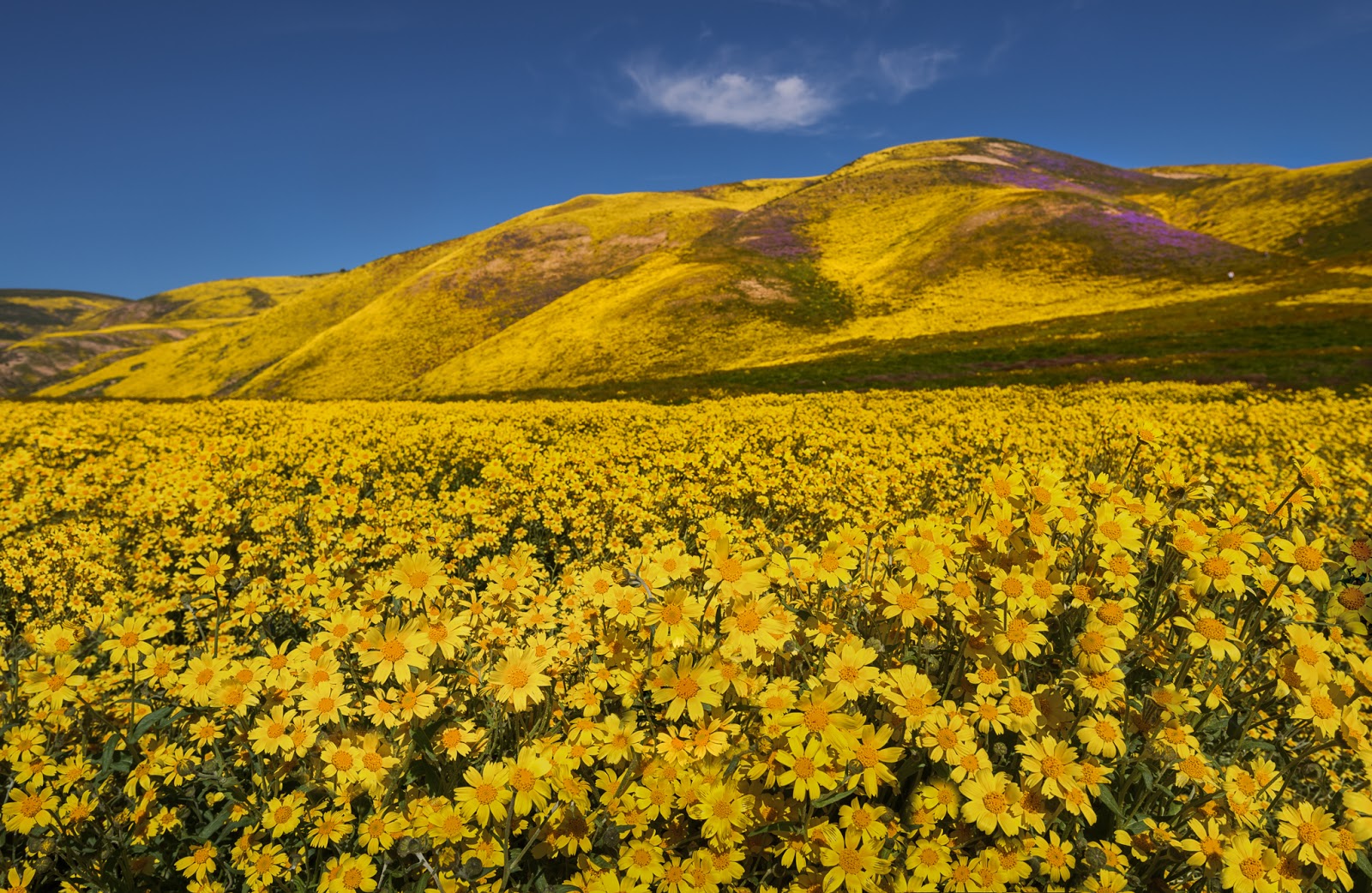 California's Wildflower Super Bloom Earth Blog