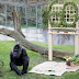 World's oldest gorilla marks 60th birthday