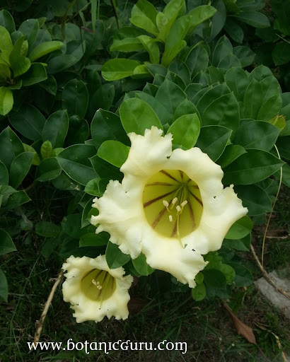 Solandra longiflora flower