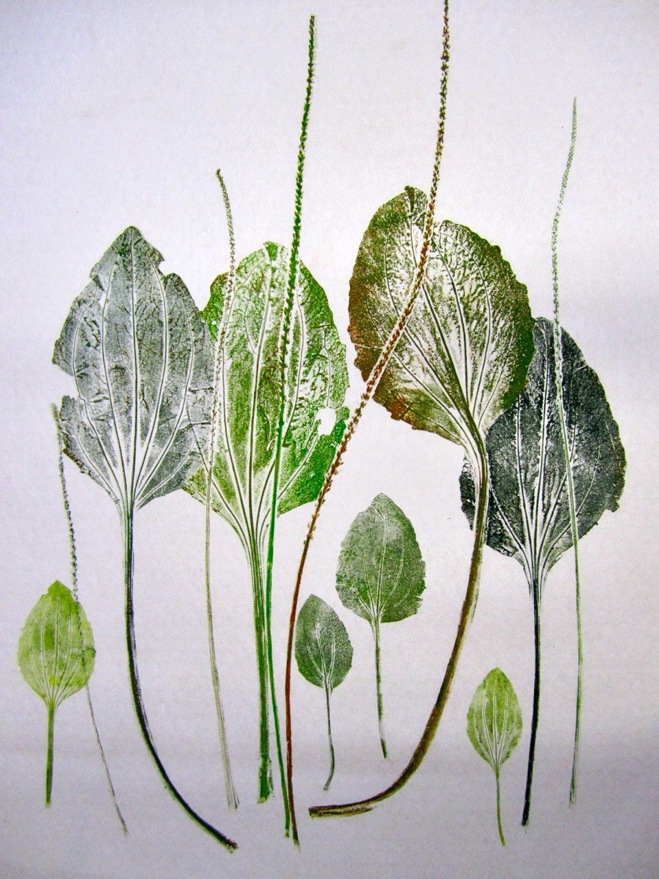NATURE PRINTS - Design and Aesthetics in Nature : Northampton Arts Council