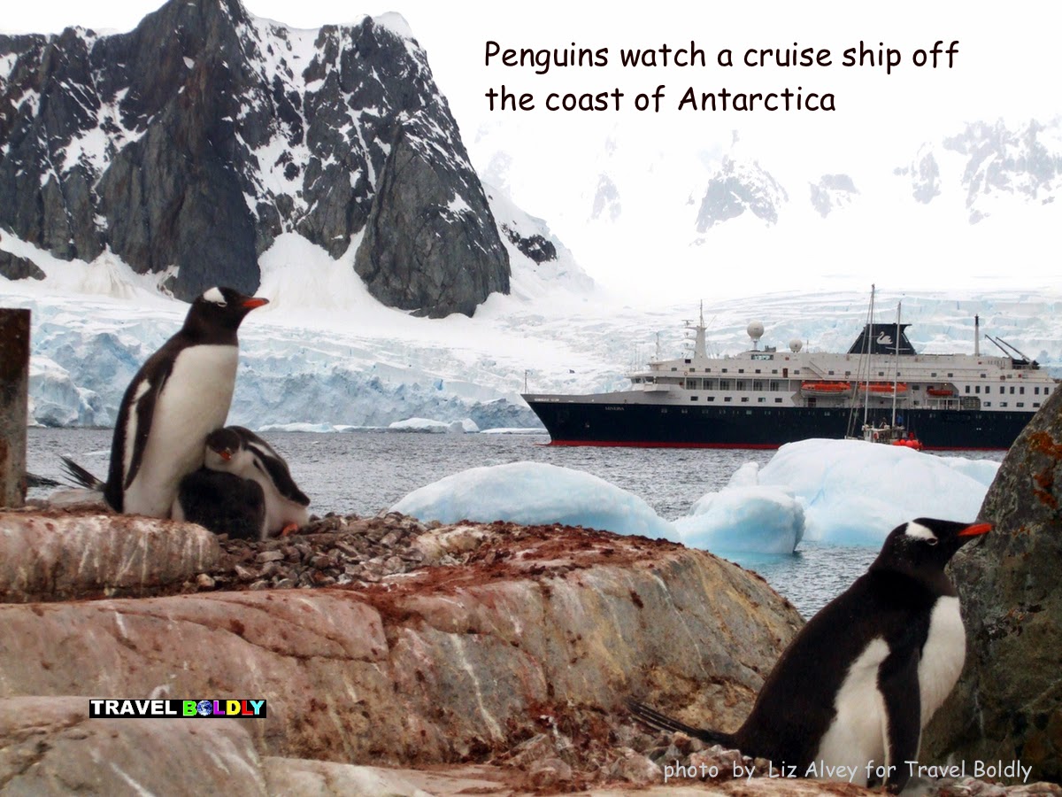 Penguin watch a cruise ship in Antarctica.  Photo: Liz Alvey for Travel Boldly