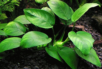 5 Jenis Tanaman Aquascape Tanpa Co2 Dari Injeksi Sabun Kesehatan