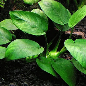 5 Jenis Tanaman Aquascape Tanpa Co2 Dari Injeksi Sabun Kesehatan