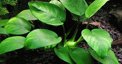 5 Jenis Tanaman Aquascape Tanpa Co2 Dari Injeksi Sabun Kesehatan