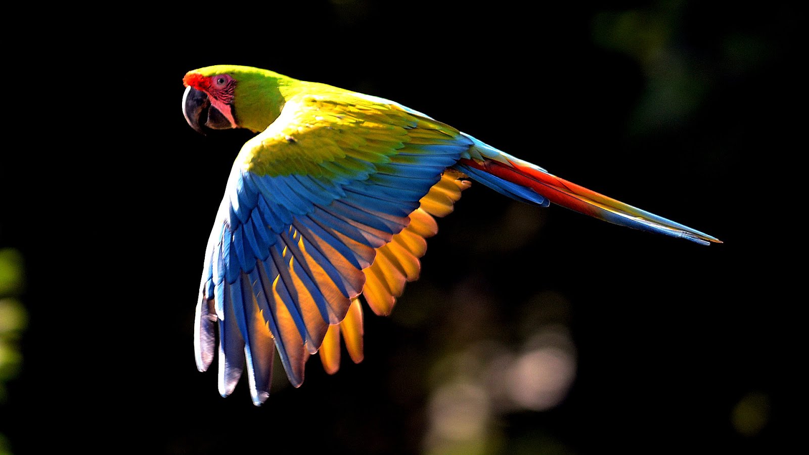 Endangered Animals In Costa Rica Danger Choices