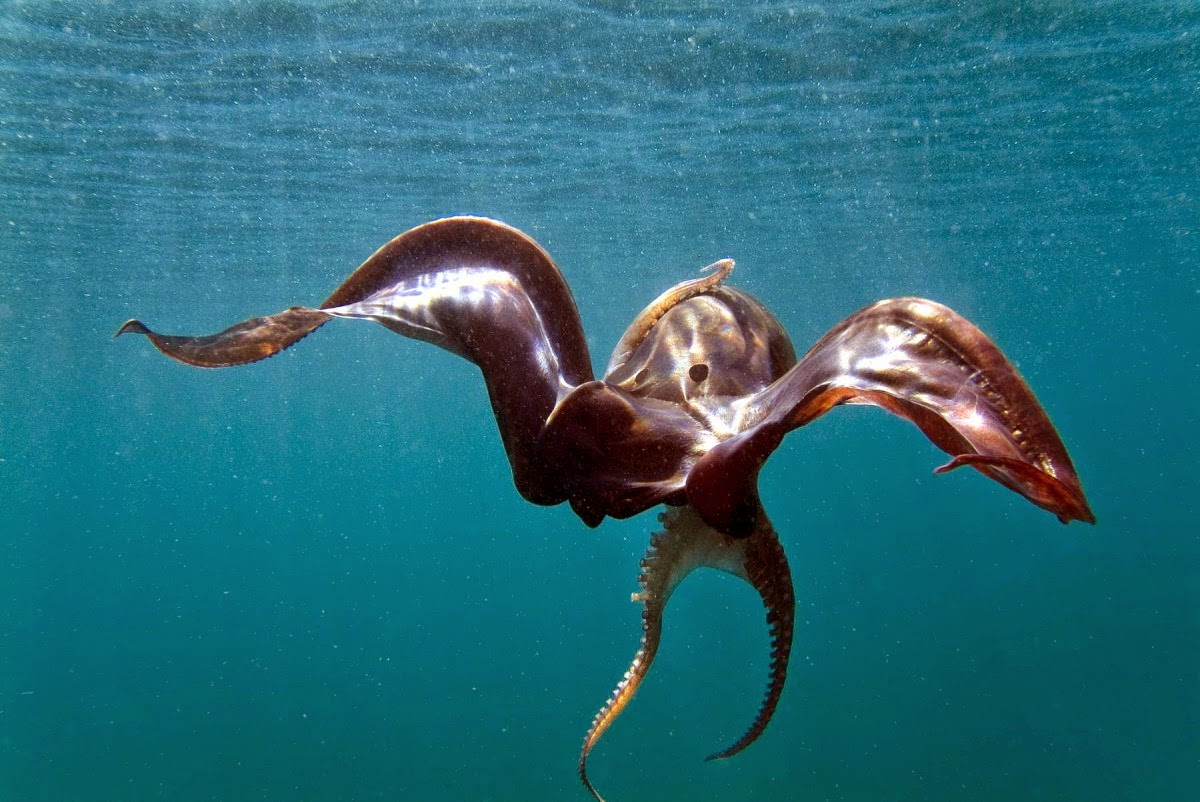 Blanket Octopus Fun Animals Wiki, Videos, Pictures, Stories