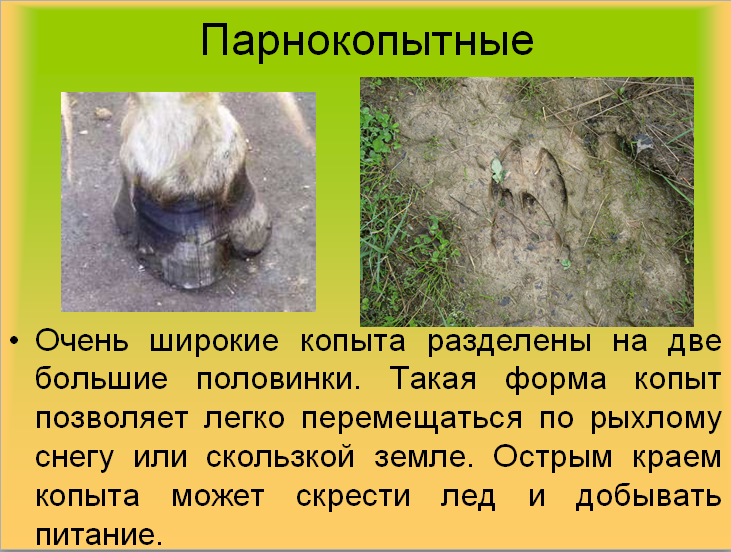 серый верблюд. хвост косули. следы животных косуля. похожи ли копыта верблюда и косули. похожи ли копыта верблюда и косули.