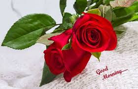 good morning good morning