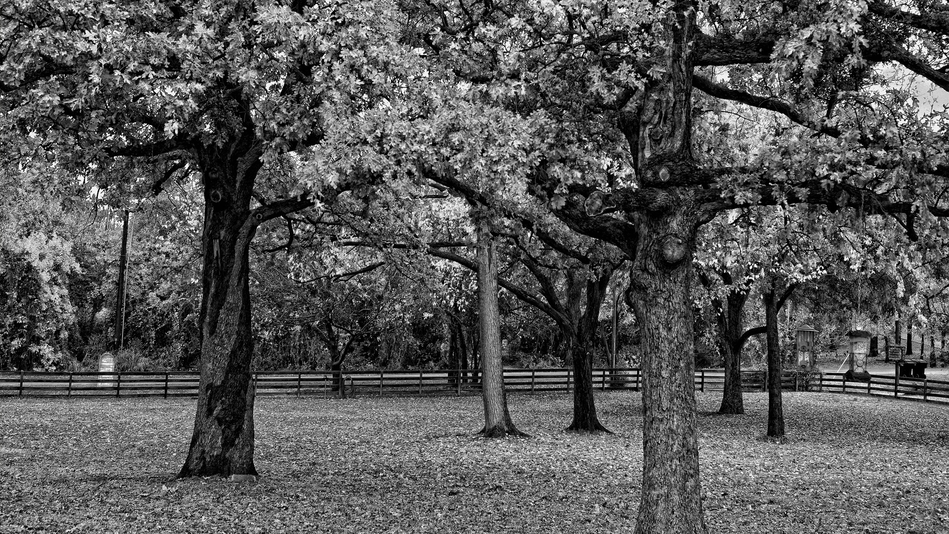 Black And White Tree - High Definition Wallpapers - HD wallpapers