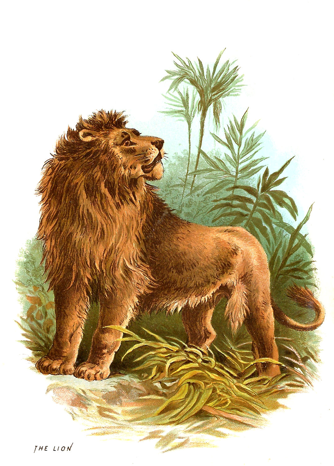 vintage clip art animals - photo #10