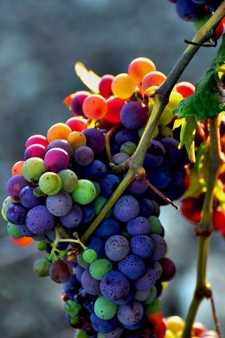 Σταφύλια Grapes