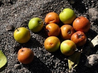 Buah Bidara Telah Masak yang Berjatuhan di Pasir Pantai