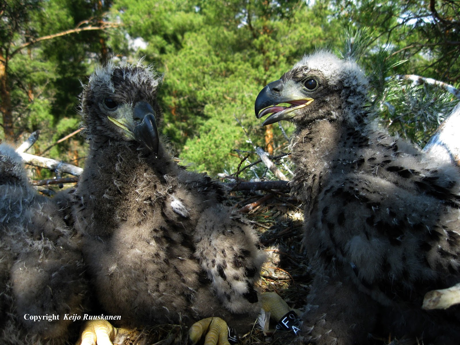 poikaset ottaen iso Dicks