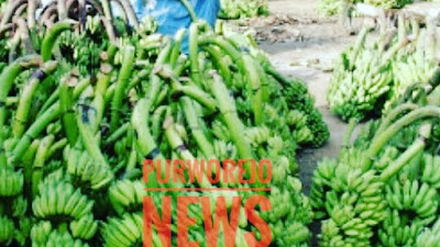 30 Pohon Pisang di Kantor Kecamatan PIturuh Dibabat Orang Tak Dikenal