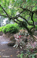 Foster Botanical Garden, Honolulu Foster Botanical Garden, Honolulu